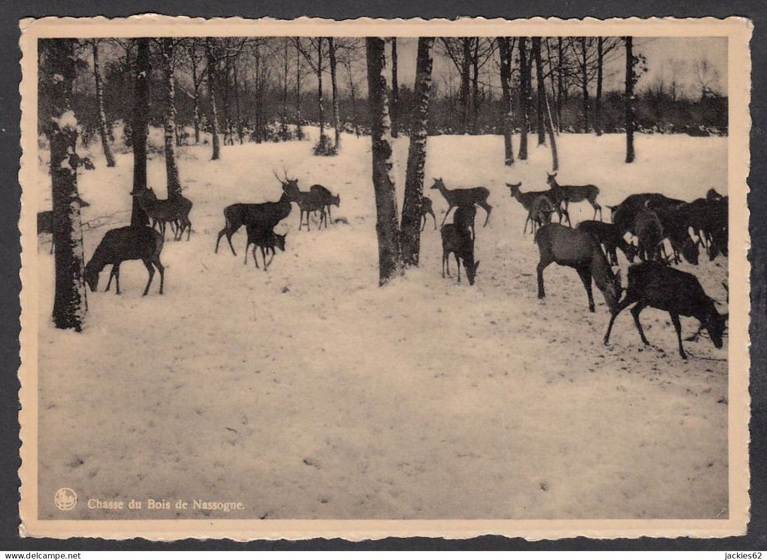 079329/ NASSOGNE, Chasse Du Bois De Nassogne - Nassogne