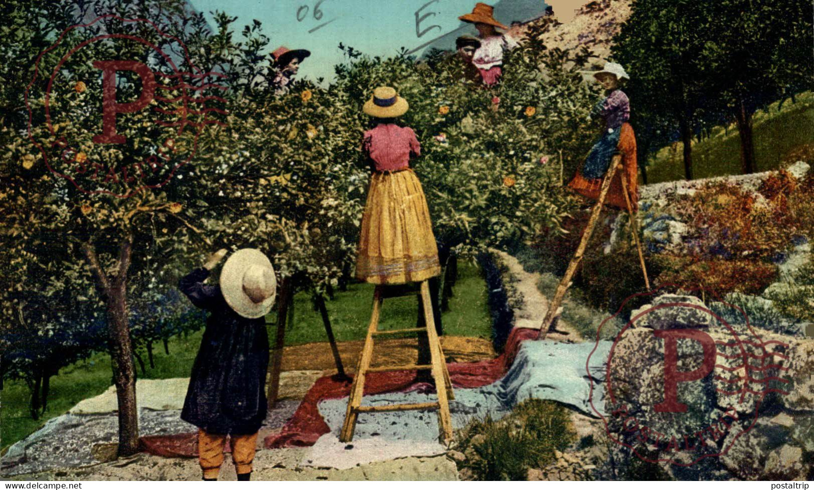 FRANCIA. FRANCE. La Cote D'Azur - La Cueillette De La Fleur D'oranger - Sonstige & Ohne Zuordnung