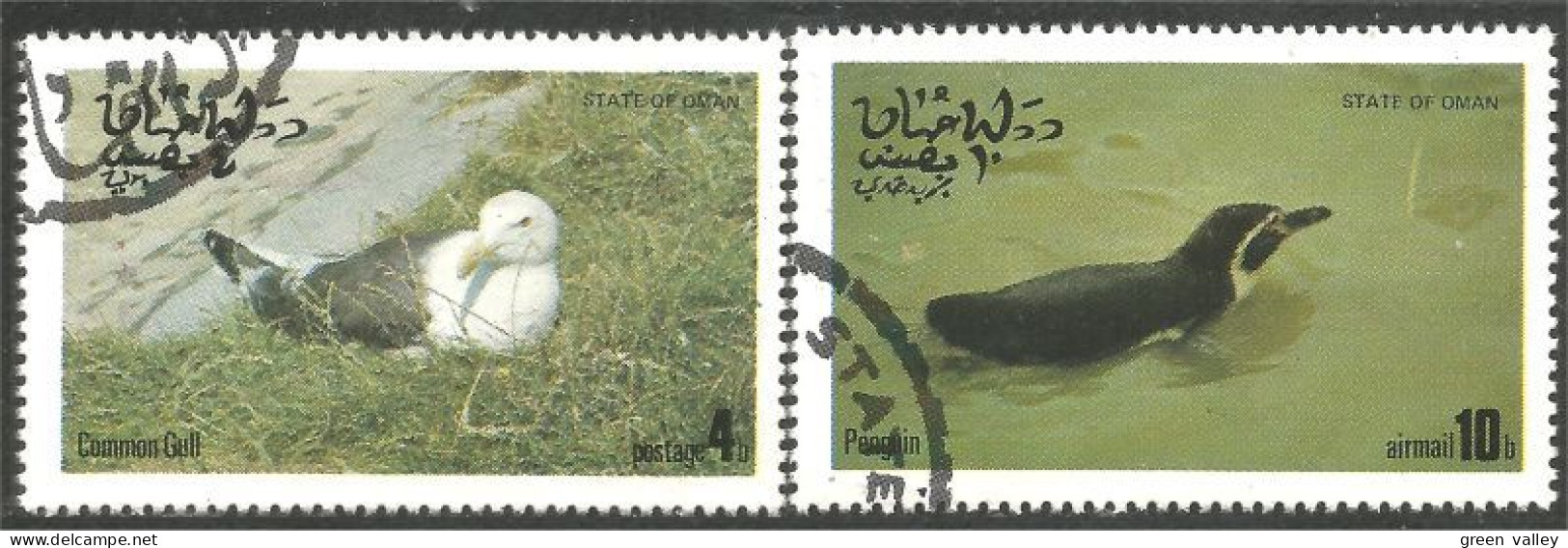 OI-212 Oman Gull Mouette Möwe Gabbiano Pingouin Penguin Alk Alca Mergulhao - Other & Unclassified