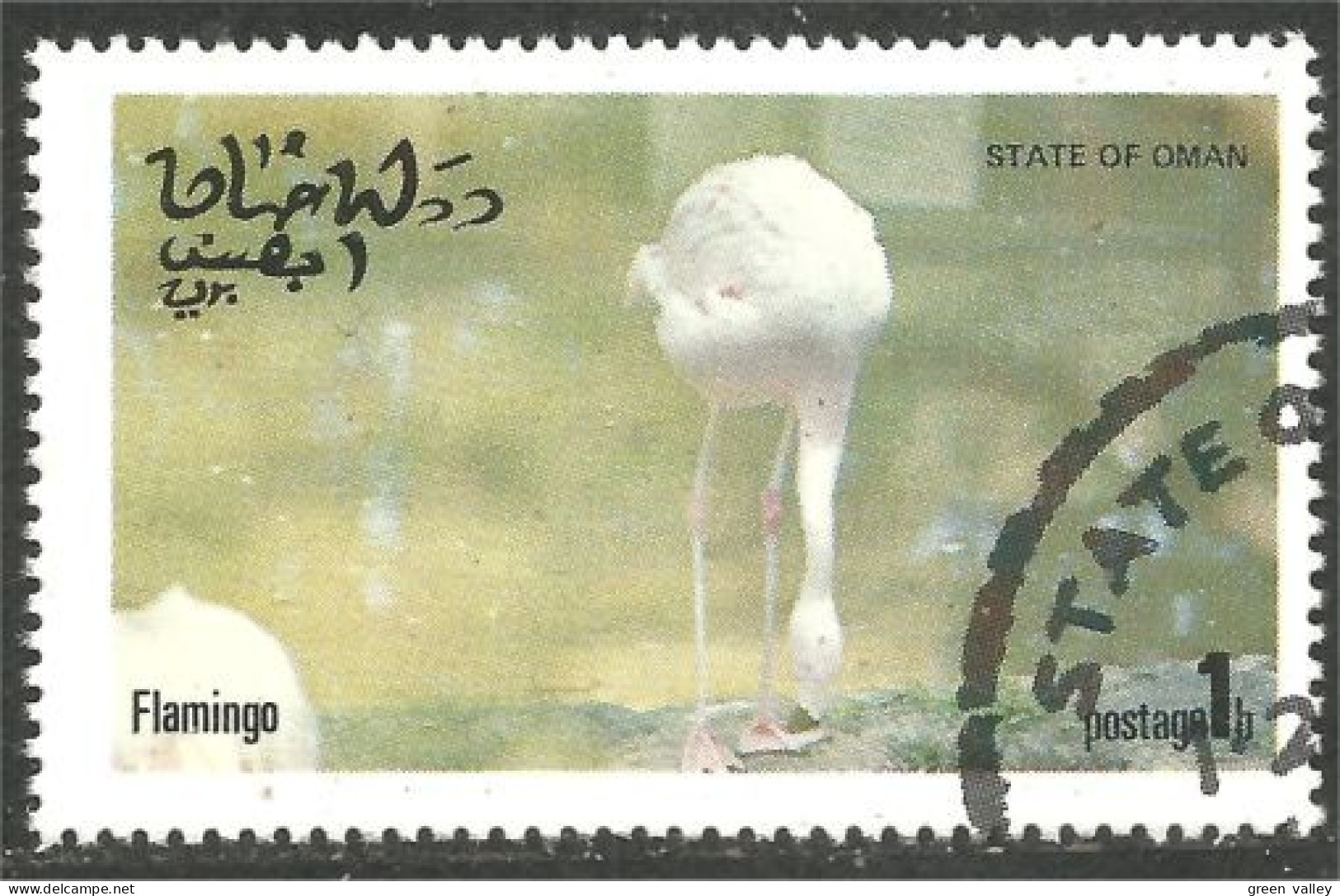 OI-211 Oman Flamant Rose Flamingo Flamenco Fenicottero - Flamingo