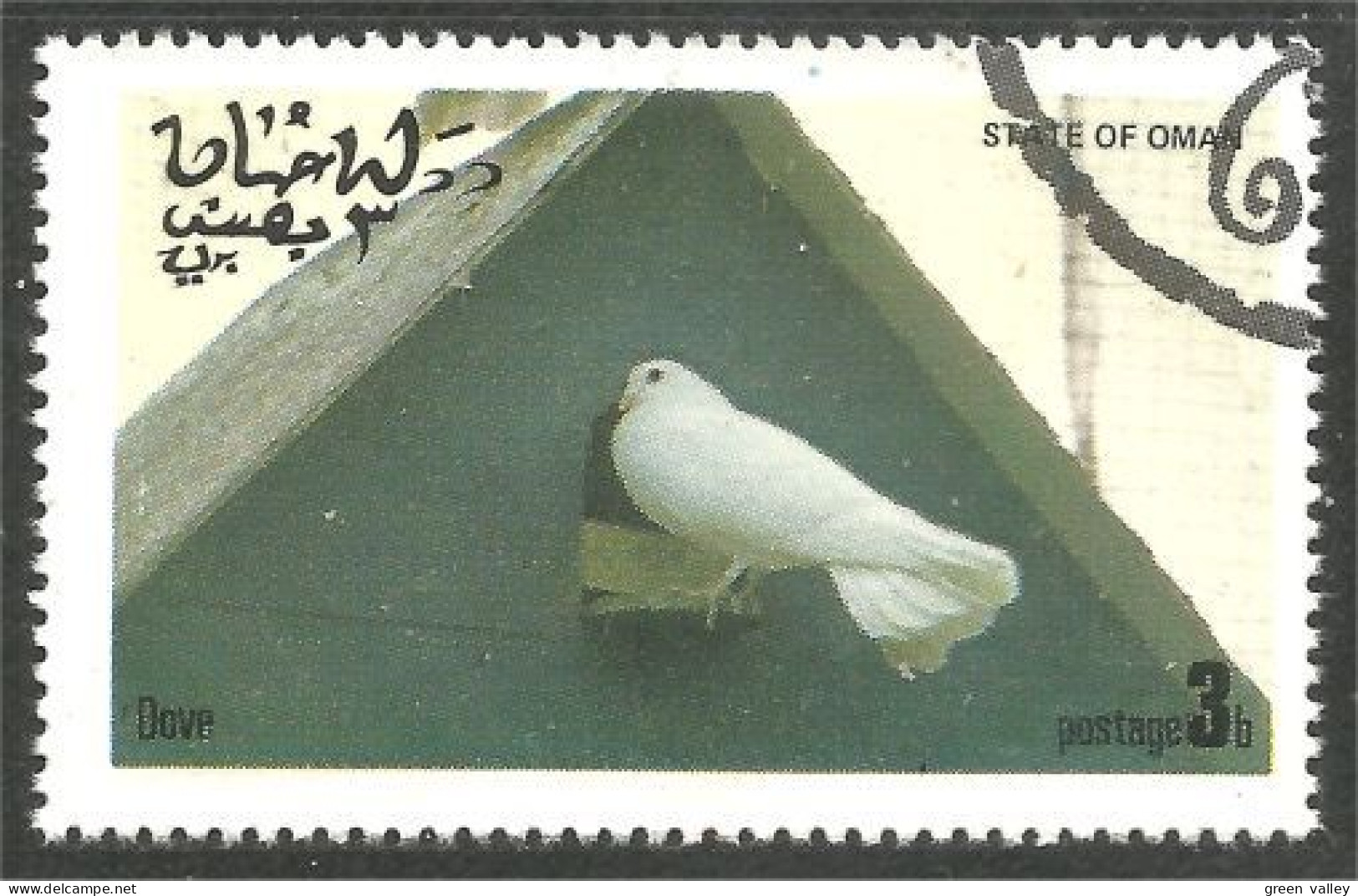 OI-210 Oman Dove Colombe Pigeon Colomba Duif Taube Paloma  - Pigeons & Columbiformes