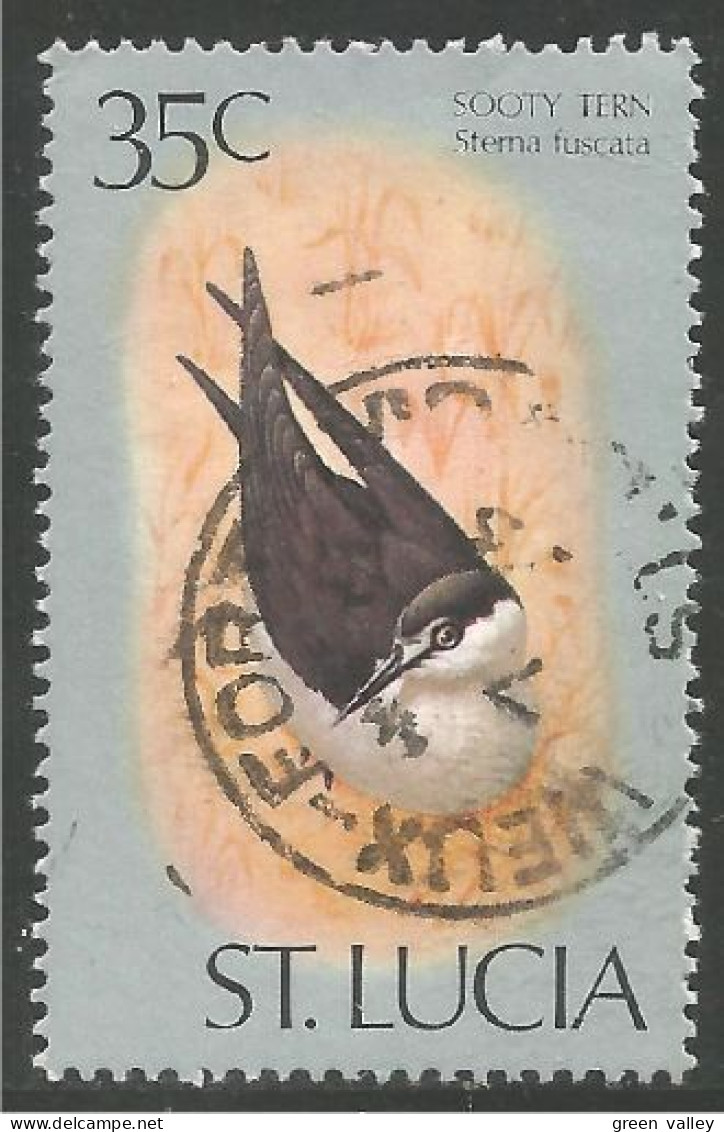 OI-97a Saint Lucia Mouette Sooty Tern Sterne Möwe Gabbiano  - Altri & Non Classificati