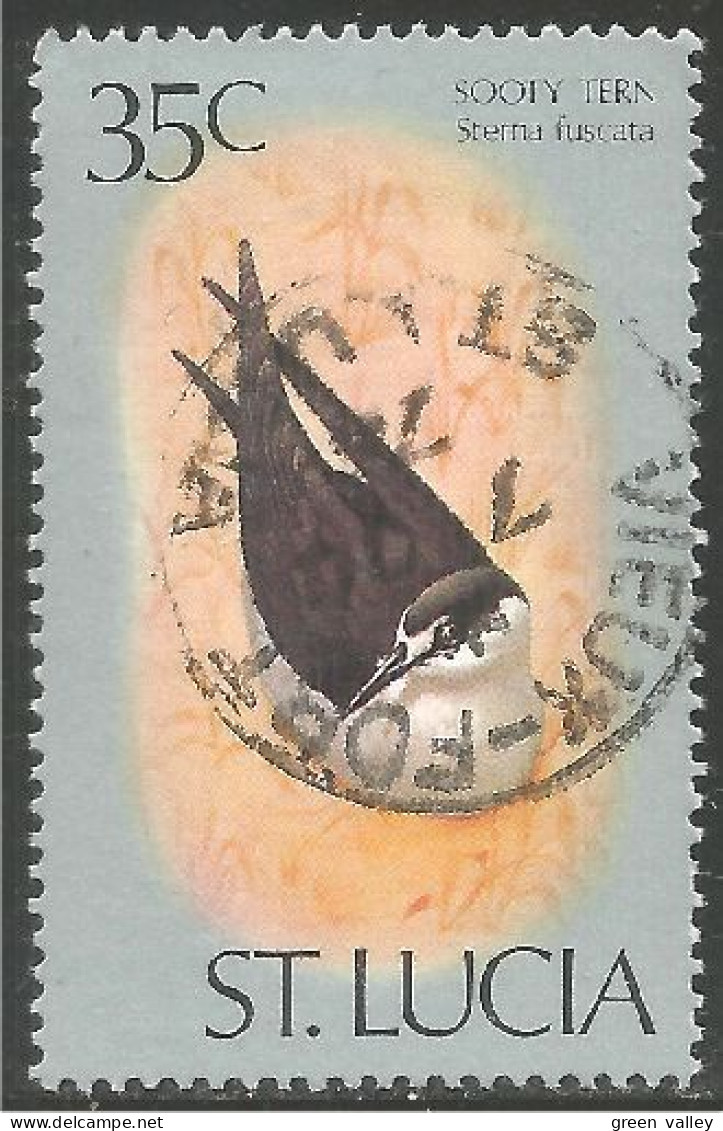 OI-97b Saint Lucia Mouette Sooty Tern Sterne Möwe Gabbiano  - Altri & Non Classificati