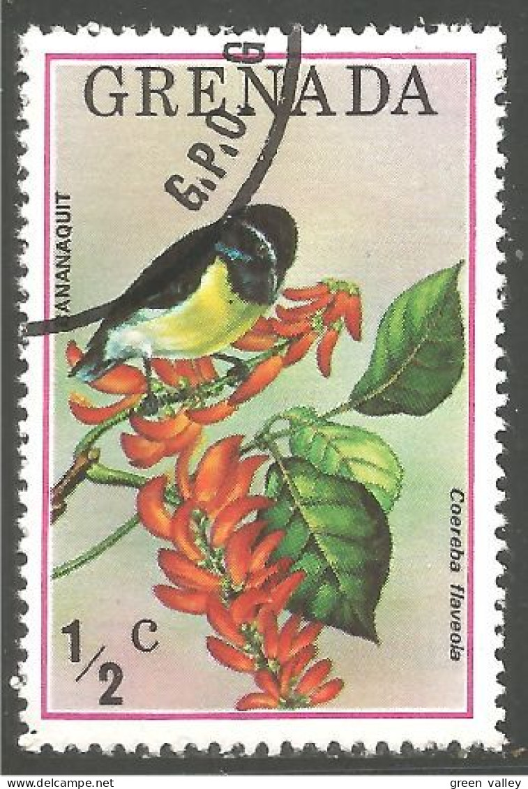 OI-60a Grenada Oiseau Passereau Bananaquit Bird Vogel - Other & Unclassified