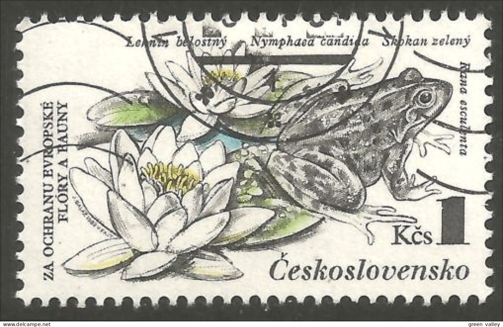 RP-10 Ceskoslovenko Grenouille Frog Rana Kikker Frosch - Frogs