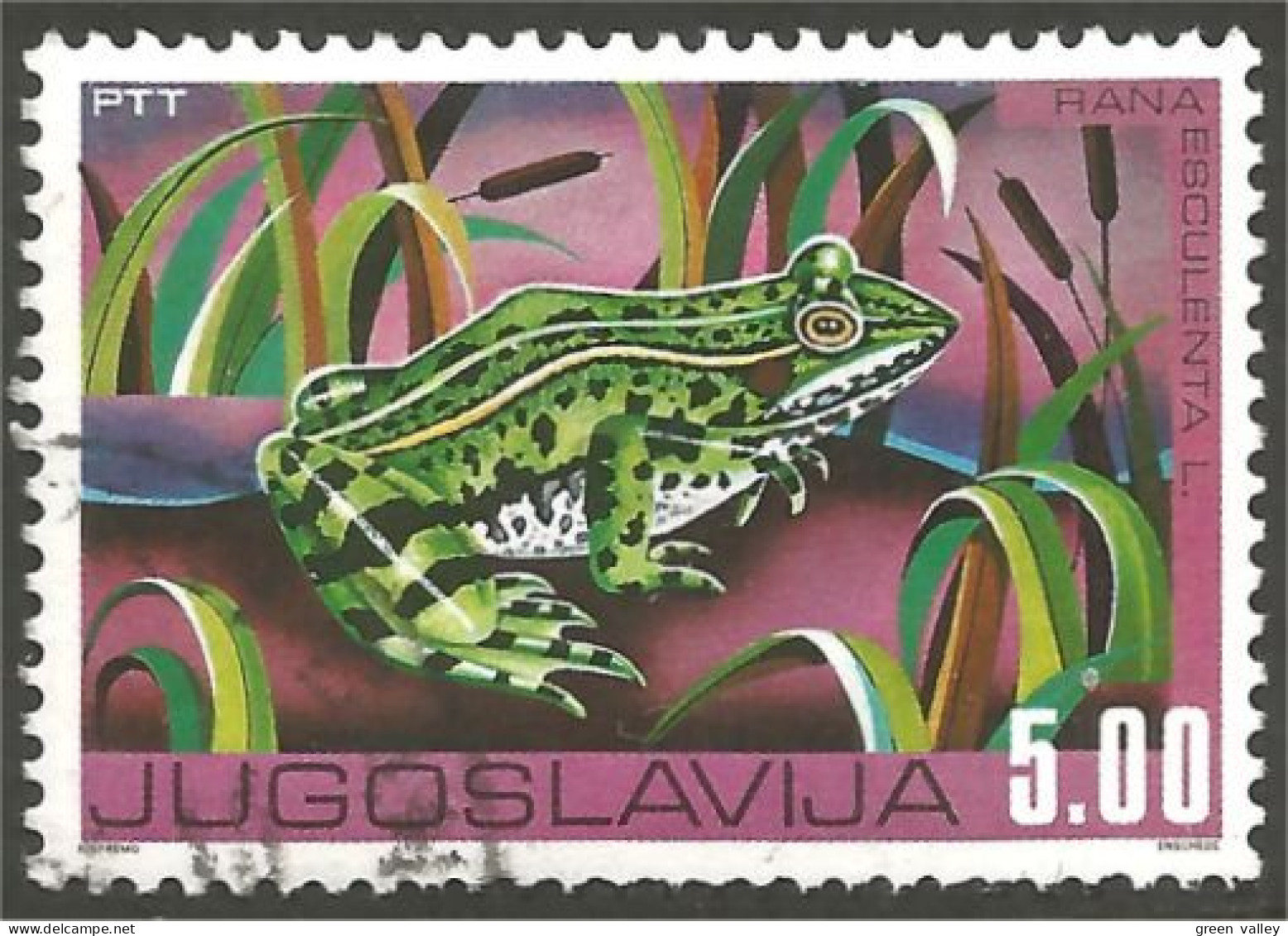 RP-3 Jugoslavia Grenouille Frog Rana Kikker Frosch - Kikkers