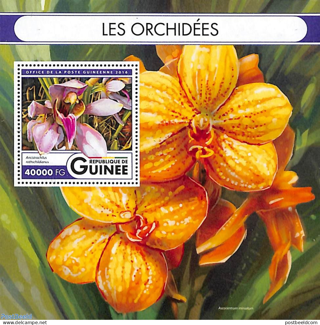 Guinea, Republic 2016 Orchids S/s, Mint NH, Nature - Flowers & Plants - Orchids - Sonstige & Ohne Zuordnung