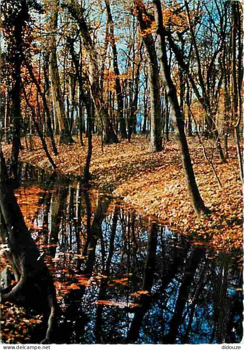 40 - Landes - Foret Landaise - Sous-bois En Automne - CPM - Voir Scans Recto-Verso - Autres & Non Classés