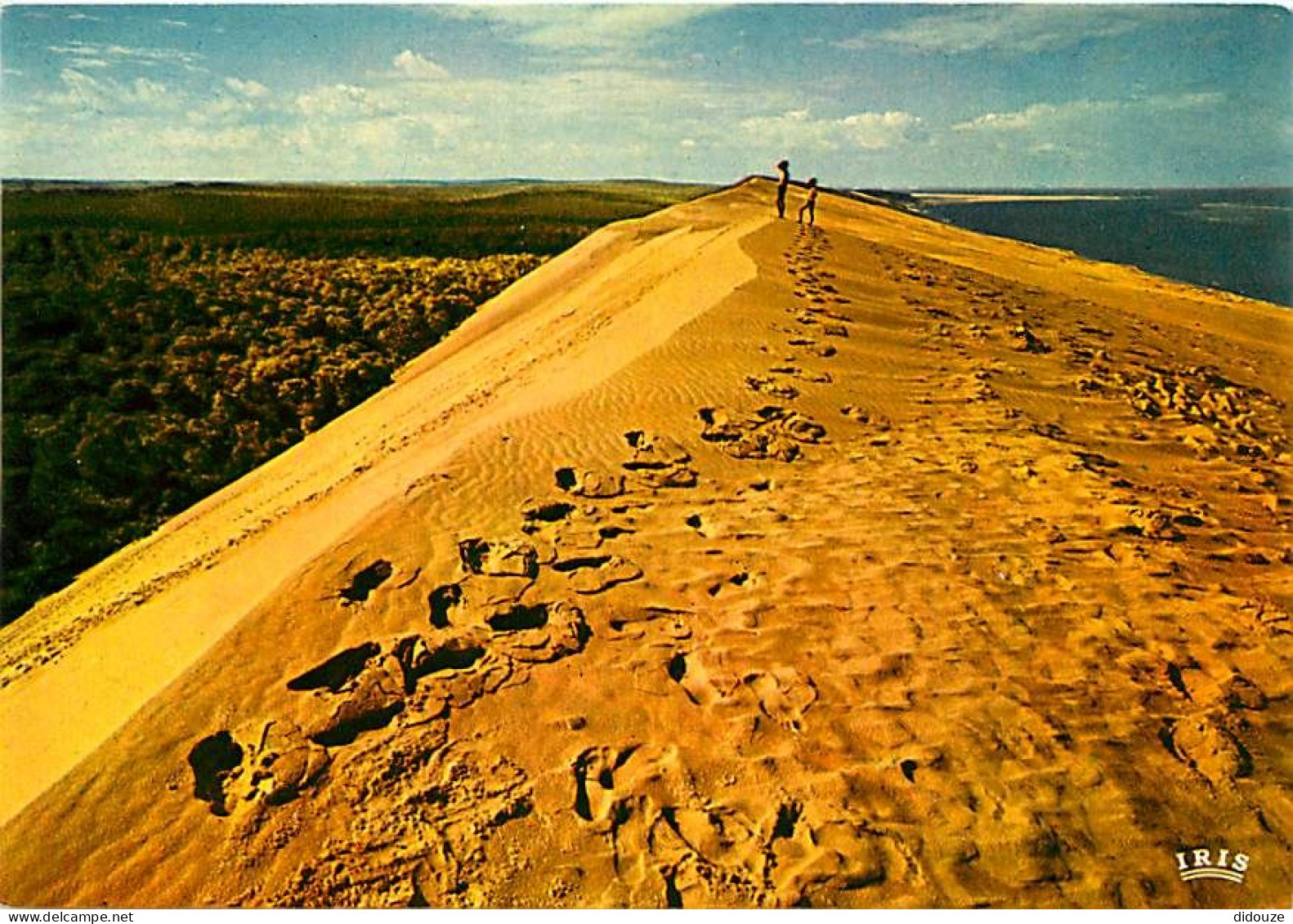 33 - Dune Du Pyla - Carte Neuve - Bassin D'Arcachon - CPM - Voir Scans Recto-Verso - Andere & Zonder Classificatie