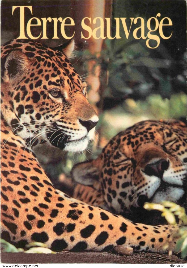 Animaux - Fauves - Jaguar - Terre Sauvage - Le Magazine De La Nature - Couple De Jaguars Au Belize - Photo Richard Poste - Other & Unclassified