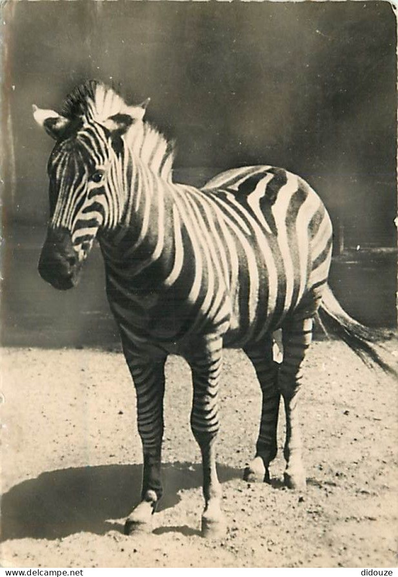 Animaux - Zèbres - Zèbre De Chappmann (Afrique) - Mention Photographie Véritable - Carte Dentelée - CPSM Grand Format -  - Cebras