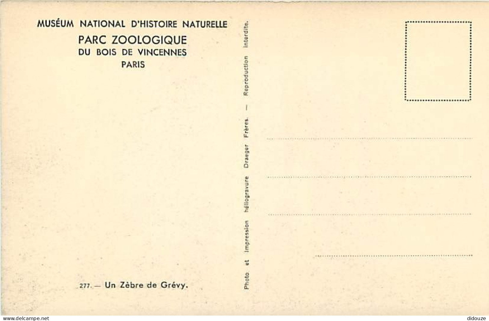 Animaux - Zèbres - Museum National D'Histoire Naturelle - Parc Zoologique Du Bois De Vincennes - Un Zèbre De Grévy - CPA - Zèbres