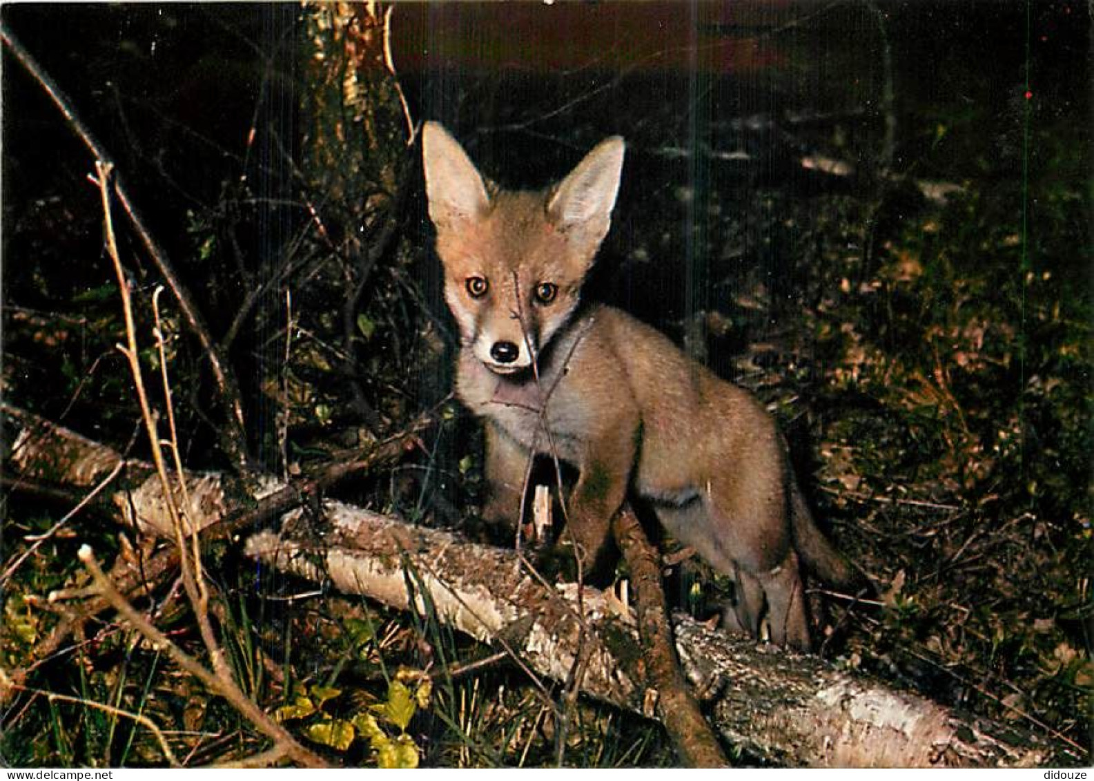 Animaux - Renards - Renardeau - Fox - CPM - Voir Scans Recto-Verso - Other & Unclassified