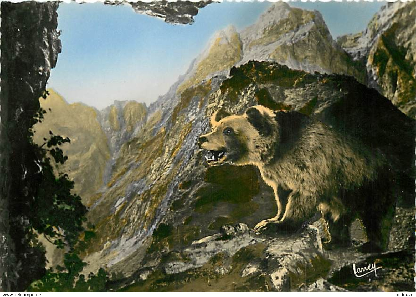 Animaux - Ours - Ours Des Pyrénées - Bear - Carte Dentelée - CPSM Grand Format - Carte Neuve - Voir Scans Recto-Verso - Bears