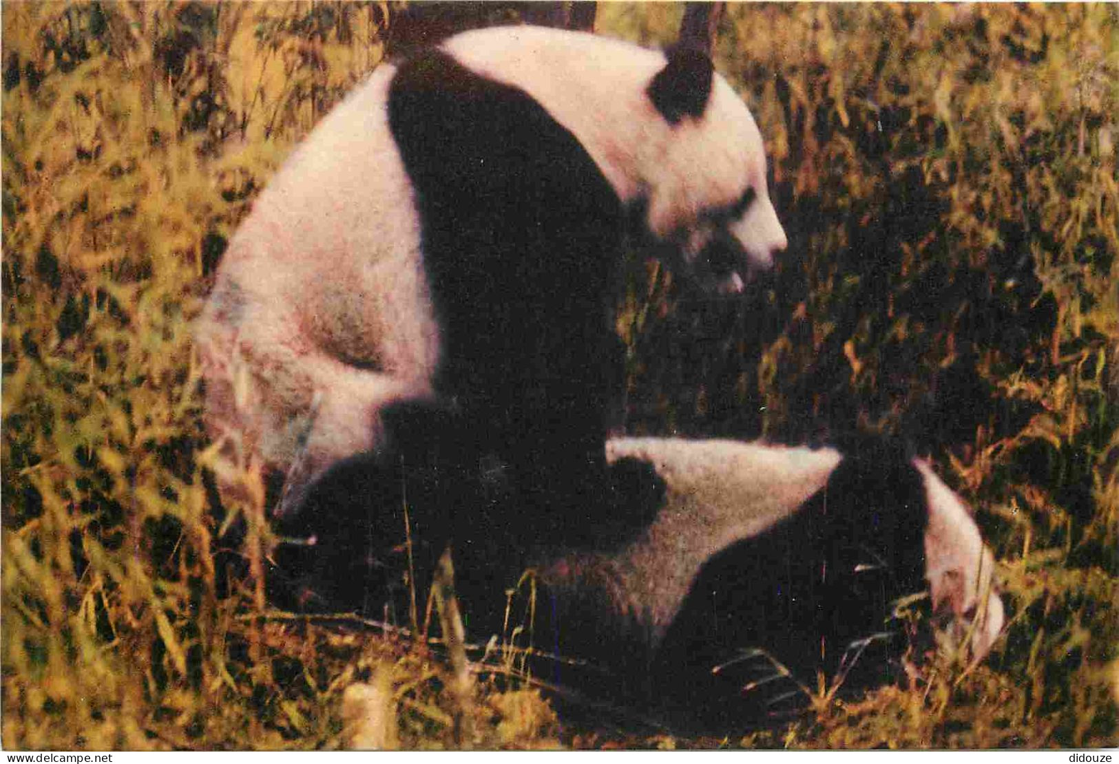 Animaux - Panda - Giant Panda - Chine - China - CPM - Carte Neuve - Voir Scans Recto-Verso - Autres & Non Classés