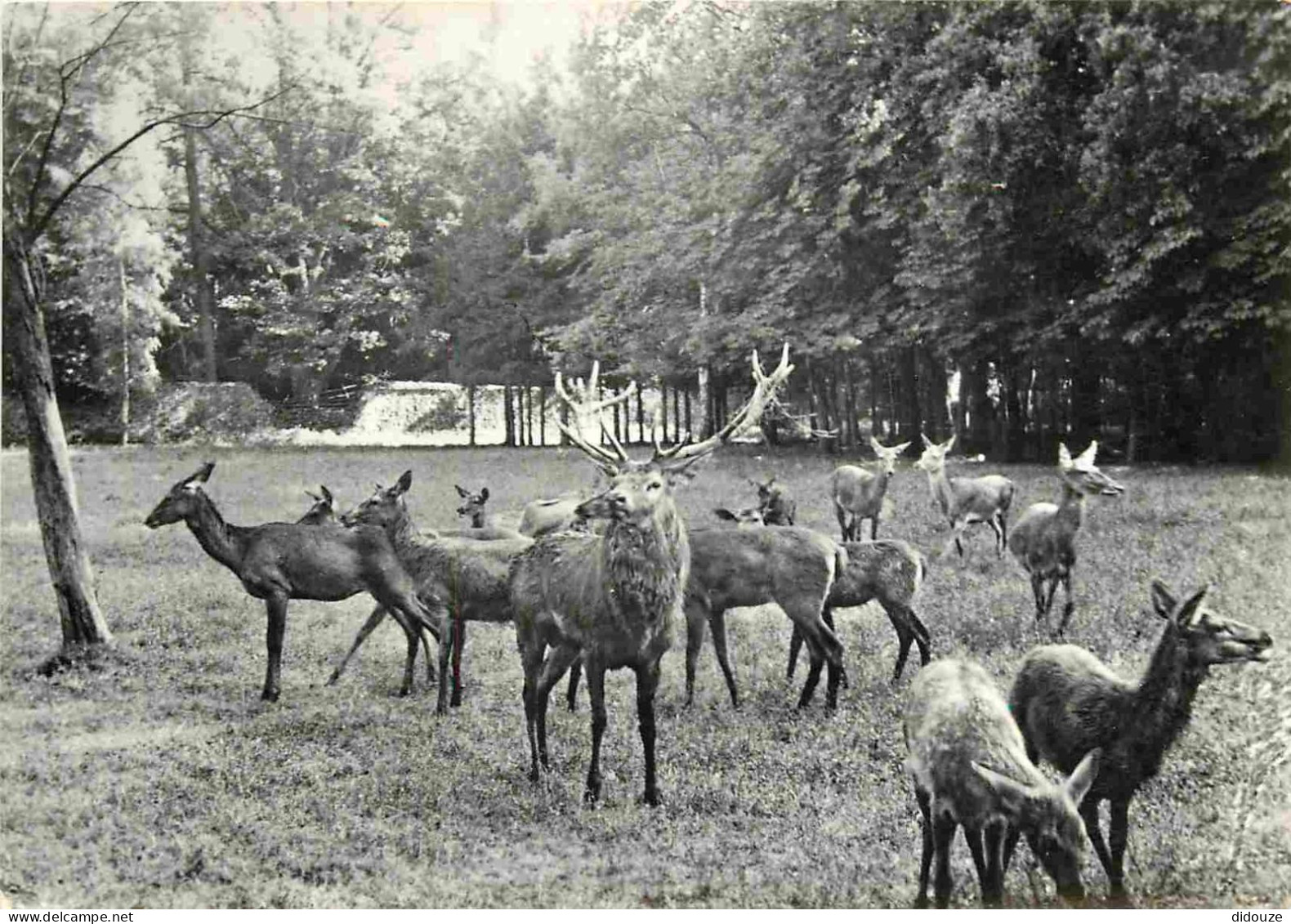 Animaux - Cervidés - Allemagne - Deutschland - Staatlicher Forstwirtschaftsbetrieb Dresden - Zoo - CPSM Grand Format - V - Other & Unclassified