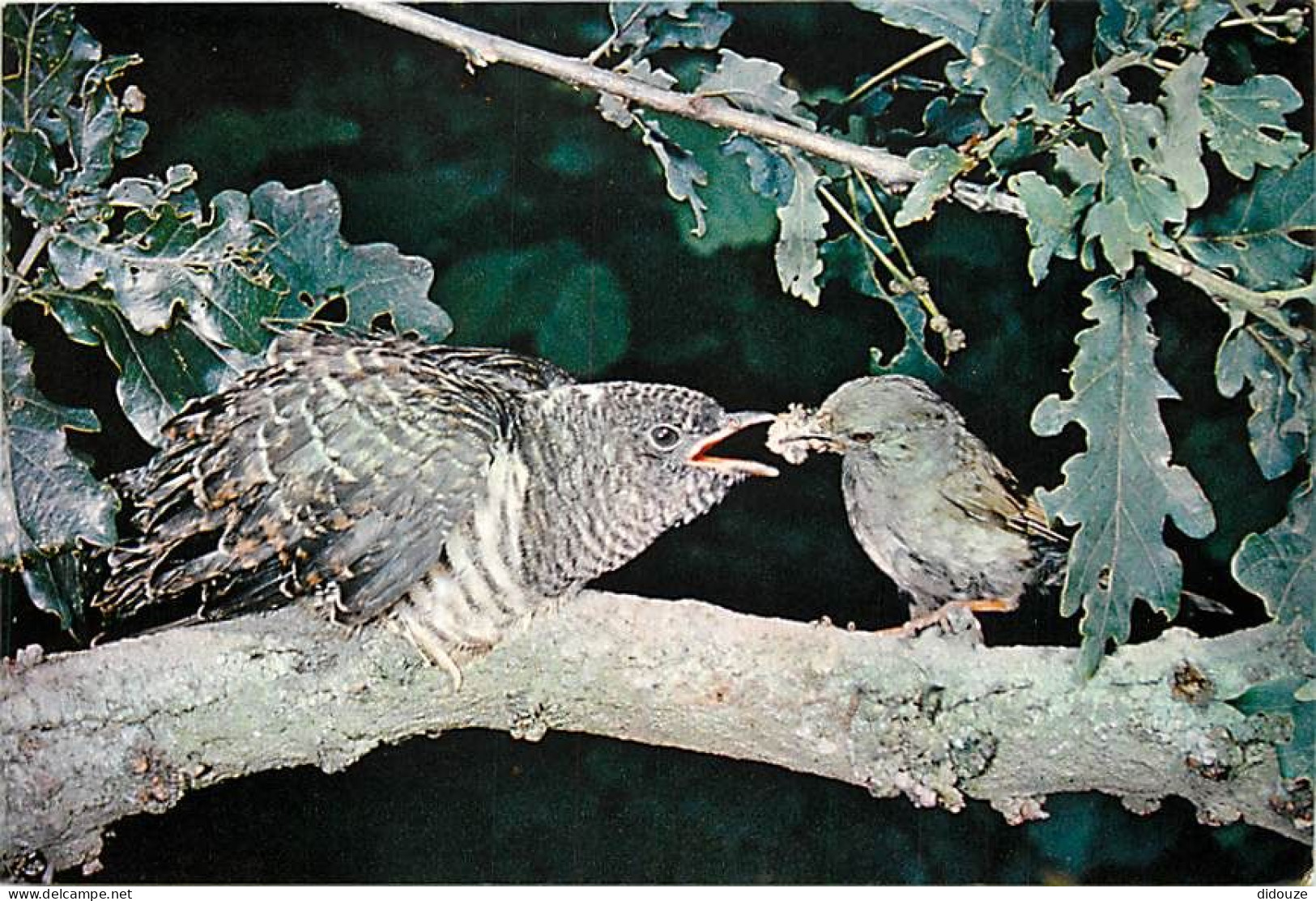 Animaux - Oiseaux - Jeune Coucou Nourrit Par Un Accenteur Mouchet - Cuckoo And Dunnock - Carte Neuve - CPM - Voir Scans  - Oiseaux