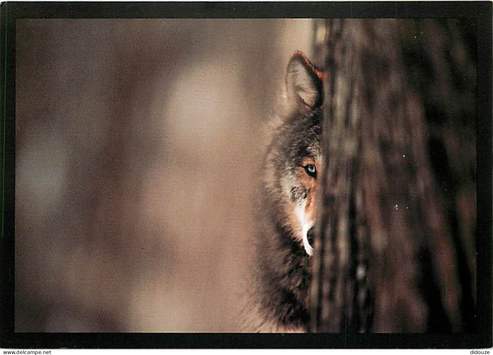 Animaux - Loups - Gray Wolf, Northern Minnesota - Wolf - Lobo - CPM - Carte Neuve - Voir Scans Recto-Verso - Autres & Non Classés