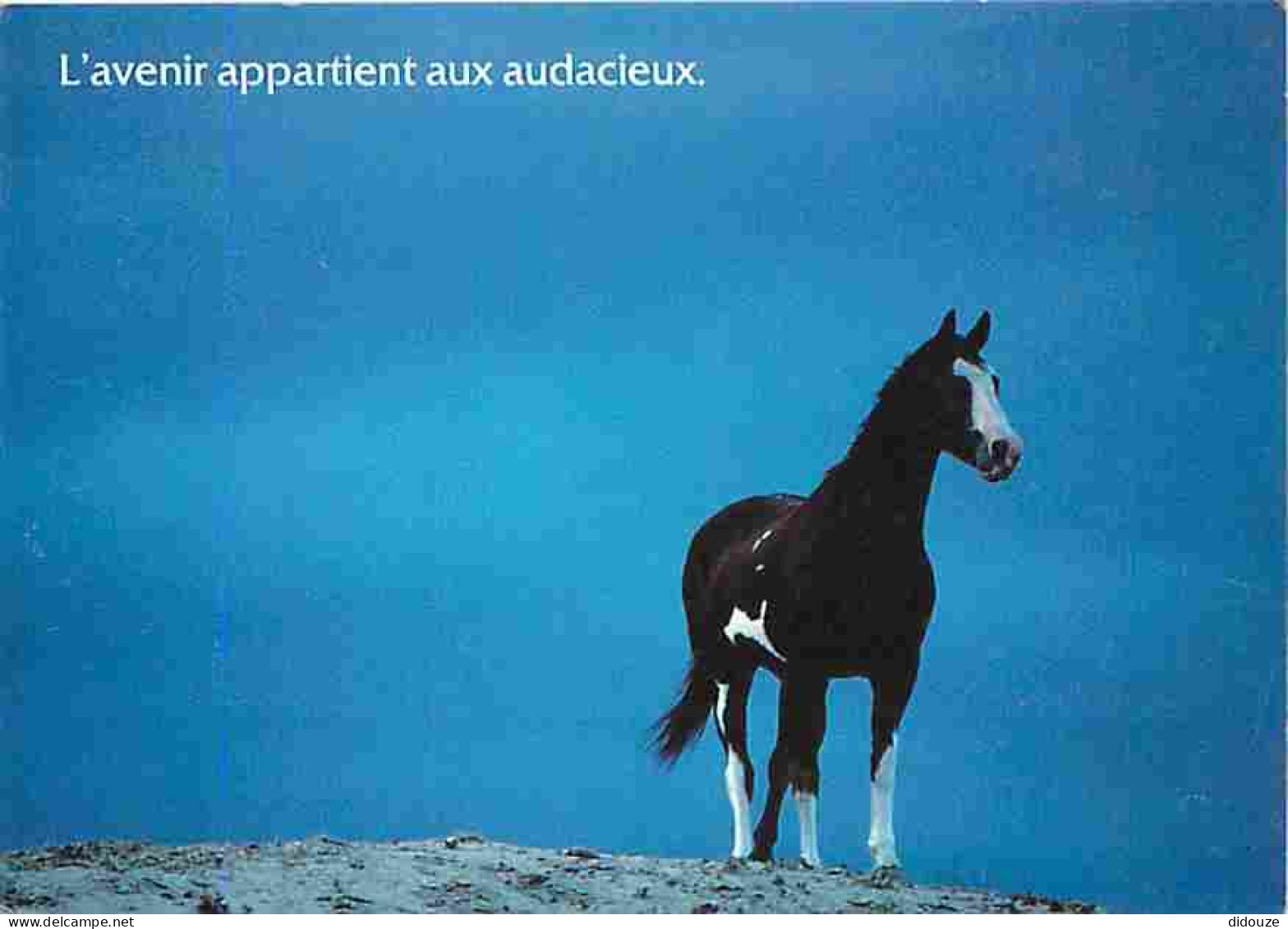 Animaux - Chevaux - Cheval En Liberté - CPM - Voir Scans Recto-Verso - Caballos