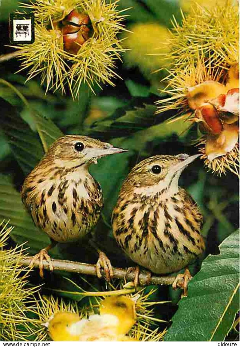 Animaux - Oiseaux - Grives - CPM - Voir Scans Recto-Verso - Birds