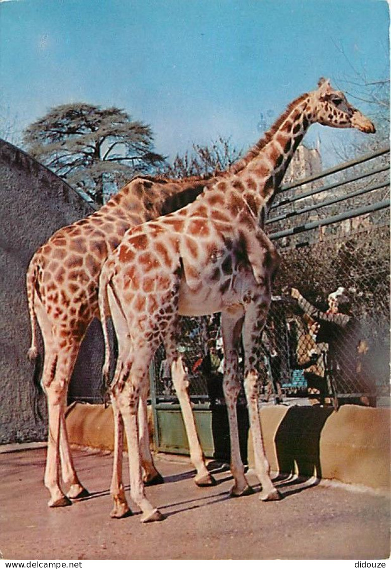 Animaux - Girafes - Zoo - CPM - Voir Scans Recto-Verso - Girafes