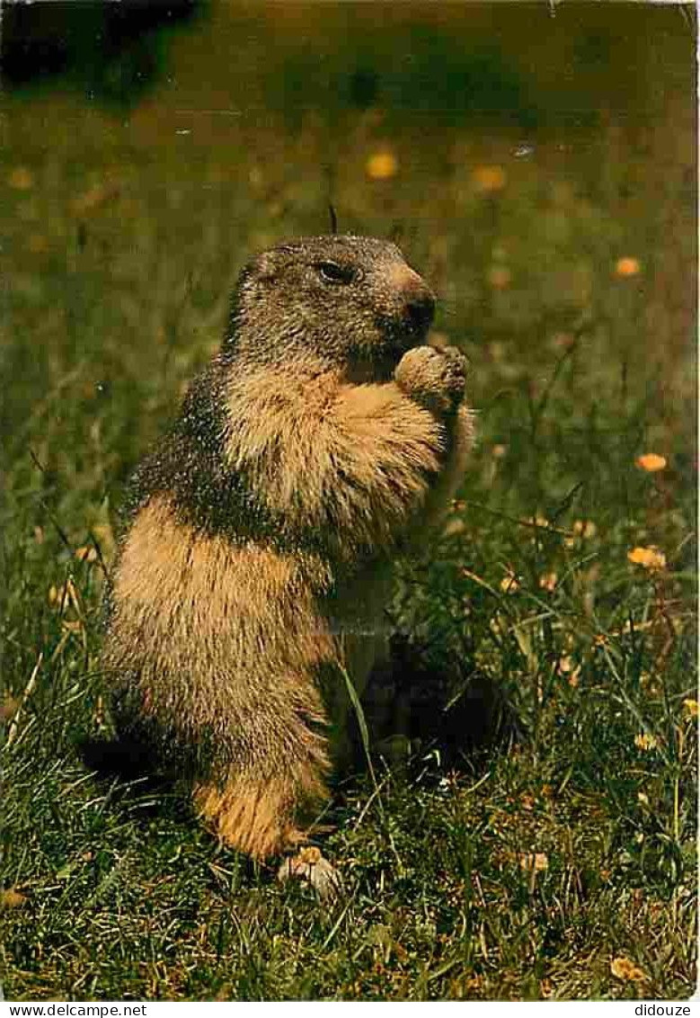 Animaux - Marmottes - CPM - Voir Scans Recto-Verso - Altri & Non Classificati