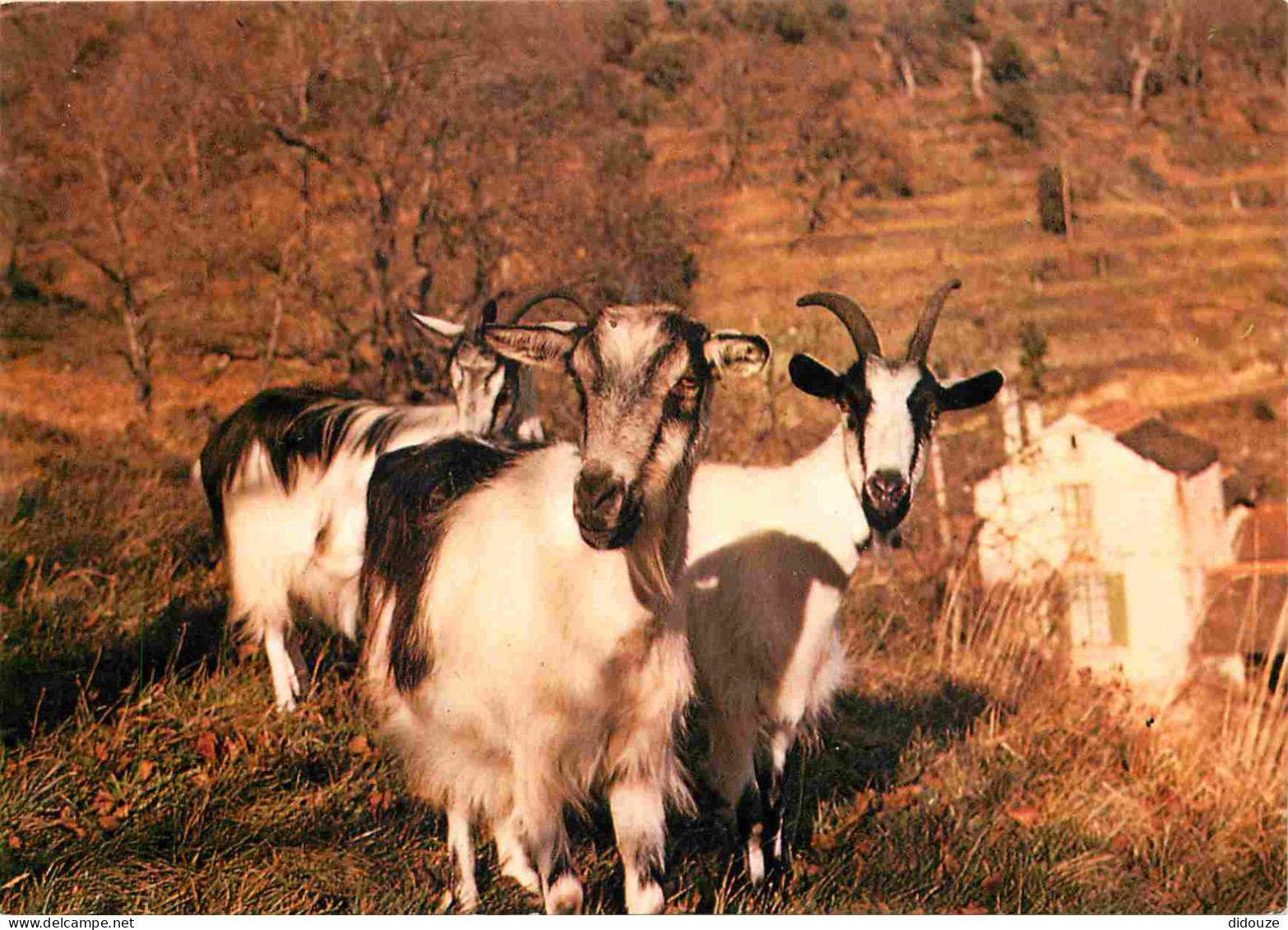 Animaux - Chèvres - Cévennes - Chèvres Cévenoles - CPM - Voir Scans Recto-Verso - Autres & Non Classés