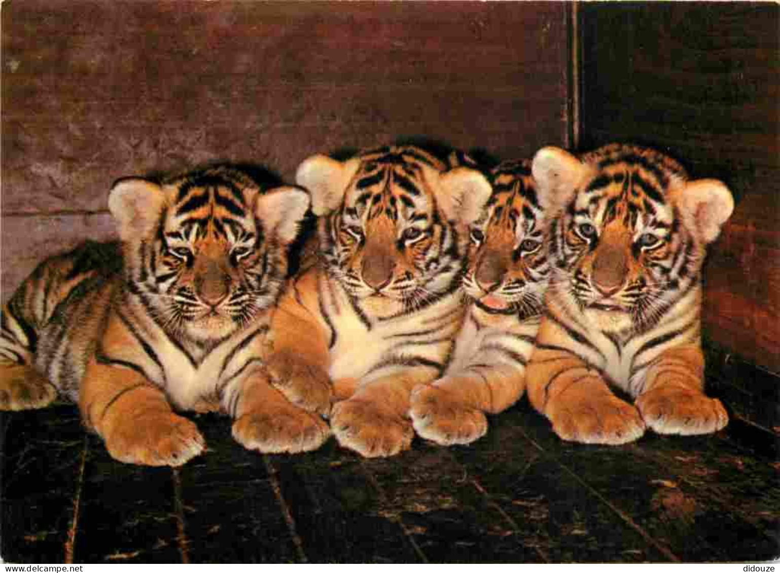 Animaux - Fauves - Tigre - Zoologischer Garten Basel - Zoo De Bale - Jeunes Tigres - CPM - Voir Scans Recto-Verso - Tigres