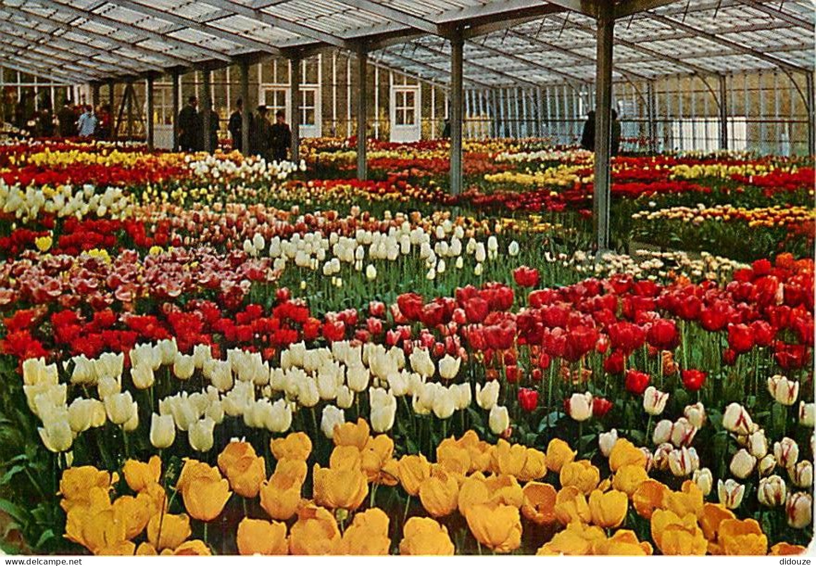 Pays-Bas - Nederland - Lisse - Keukenhof - Fleurs - CPM - Voir Scans Recto-Verso - Lisse