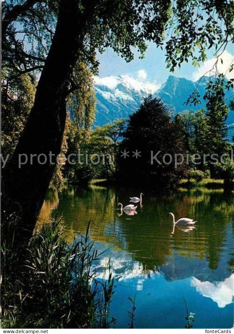 12649097 Bad Ragaz Giessensee Schwaene Falknis Raetikon Wasserspiegelung Bad Rag - Sonstige & Ohne Zuordnung