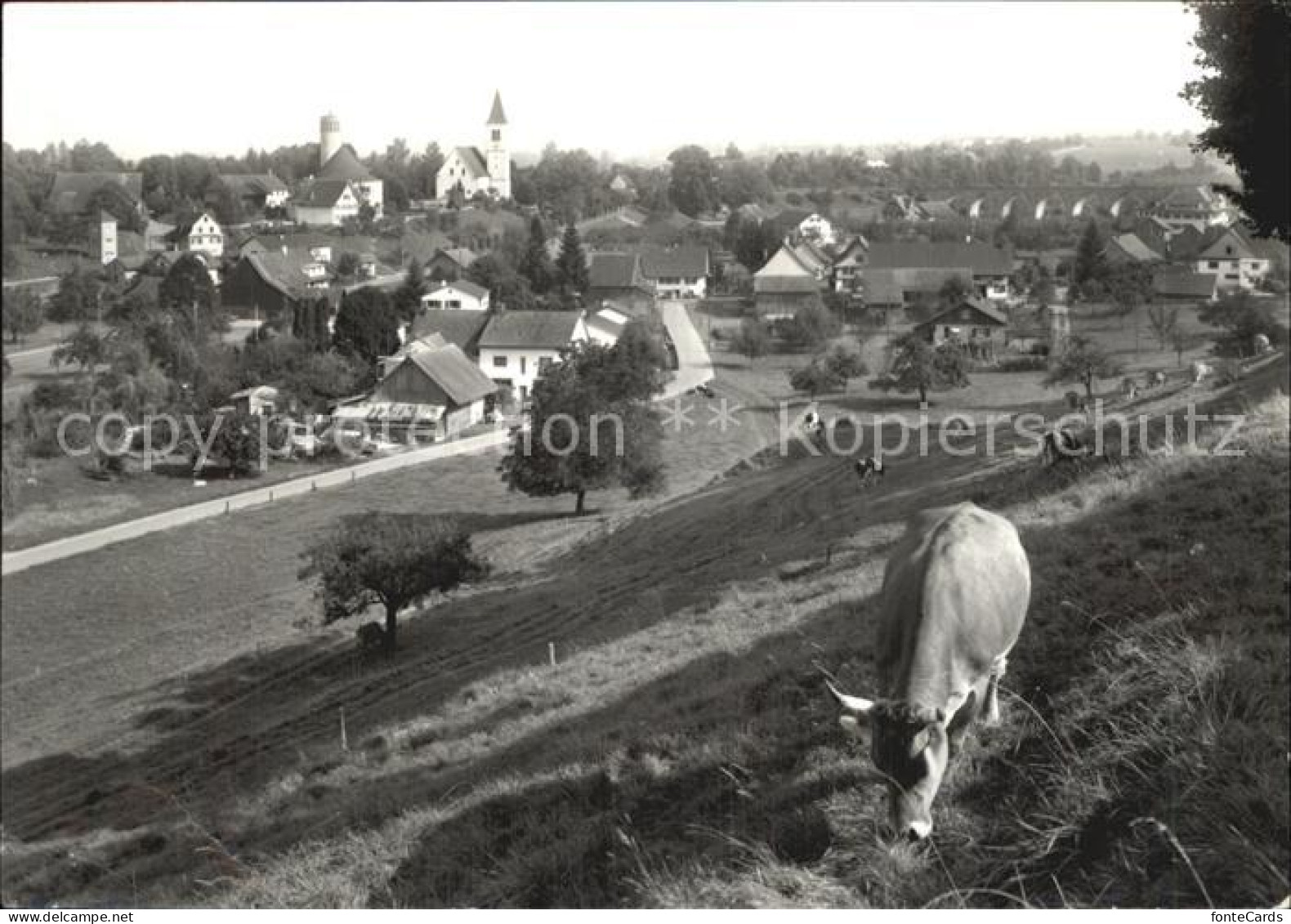 12635247 Bussnang Panorama Kuhweide Bussnang - Autres & Non Classés