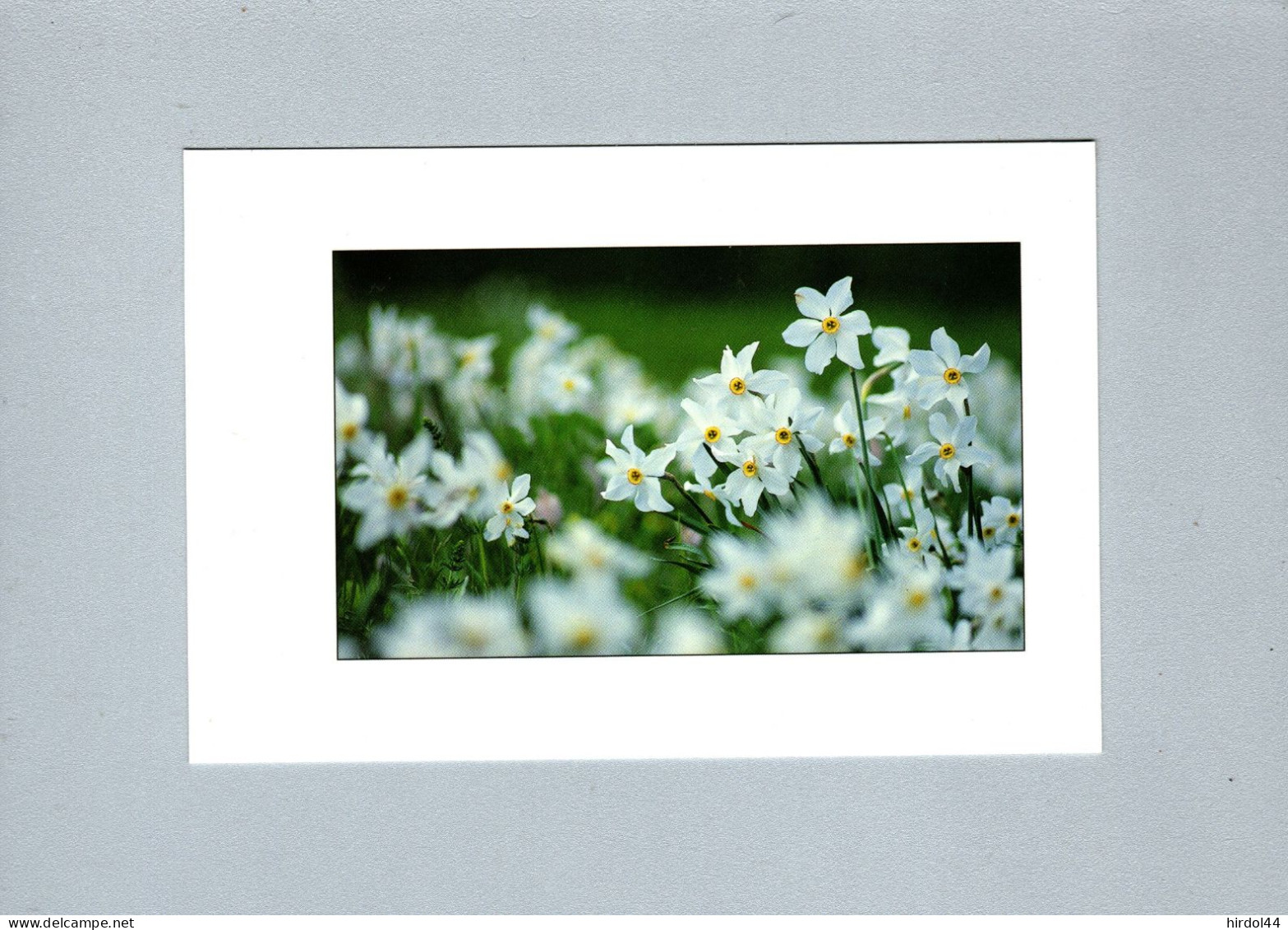 Fleurs : Narcisses - Flowers