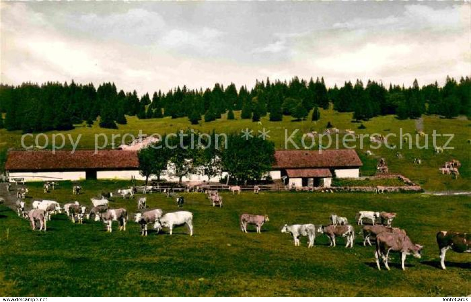 12628227 Creux-du-Van Restaurant La Grand Vy Kuhherde Couvet - Sonstige & Ohne Zuordnung