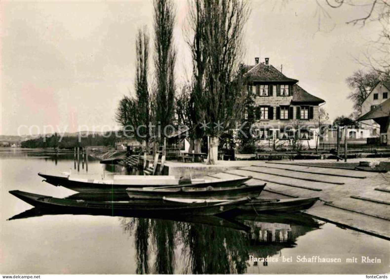 12614887 Paradies Rhein Gasthaus Zum Kreuz Paradies - Sonstige & Ohne Zuordnung