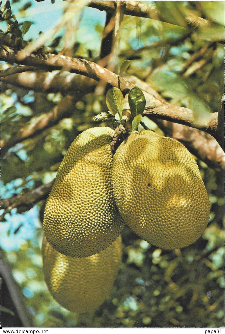 ILE DE LA REUNION  - Fruits Du Jacquier - Other & Unclassified