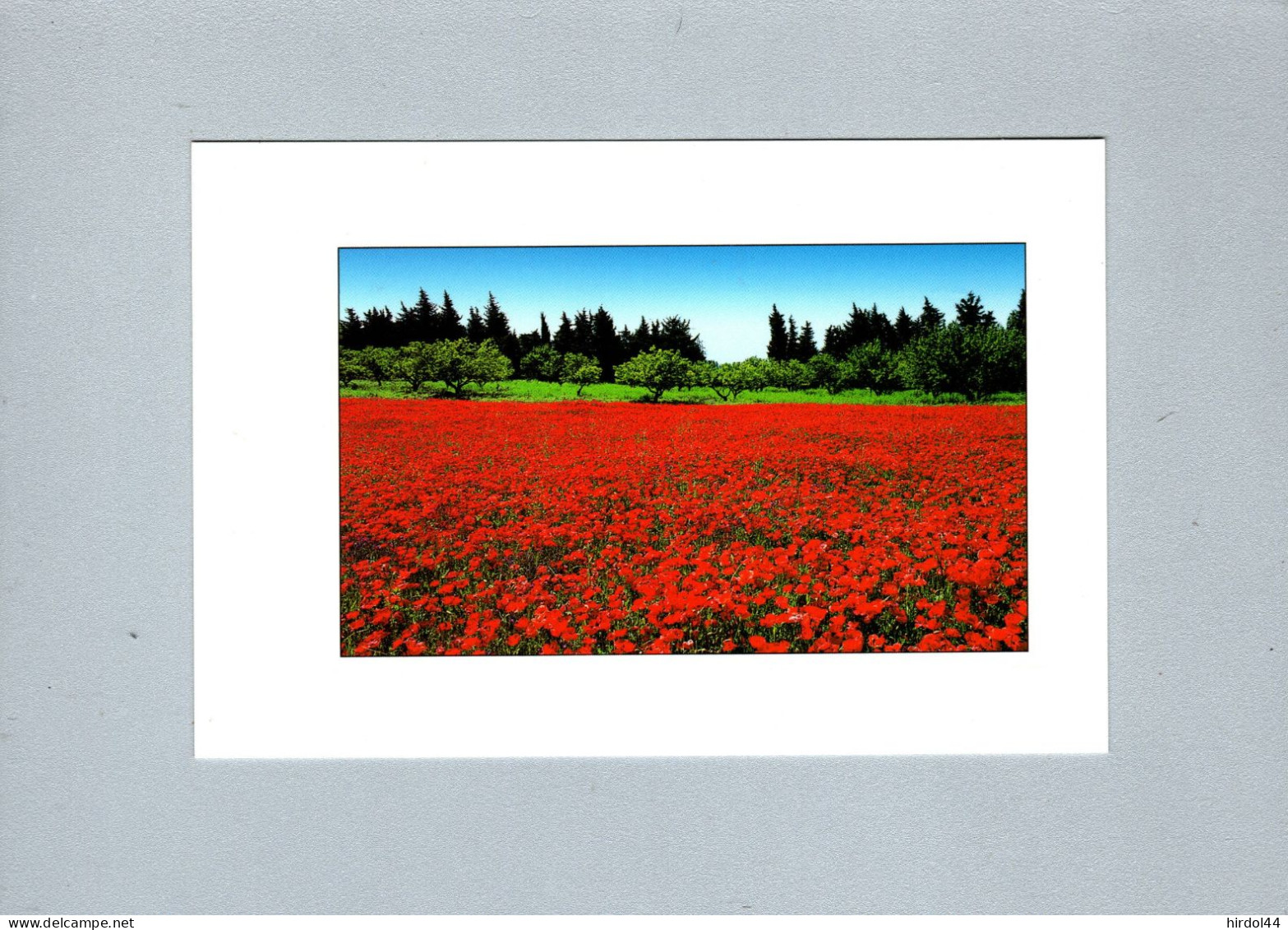 Fleurs : Coquelicots - Flowers