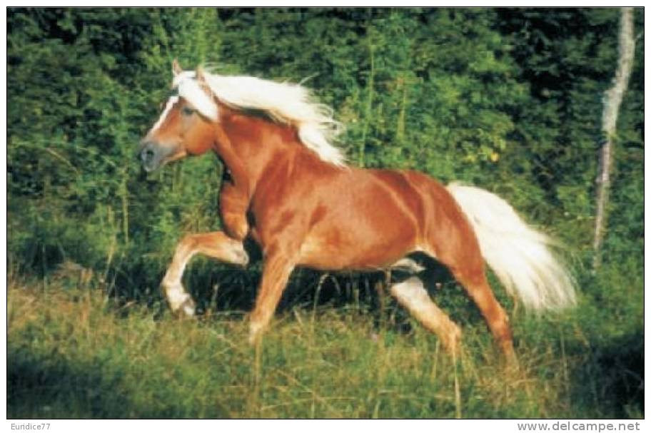 Horses Breeds - Aveliñes Postcard Collector - Cavalli