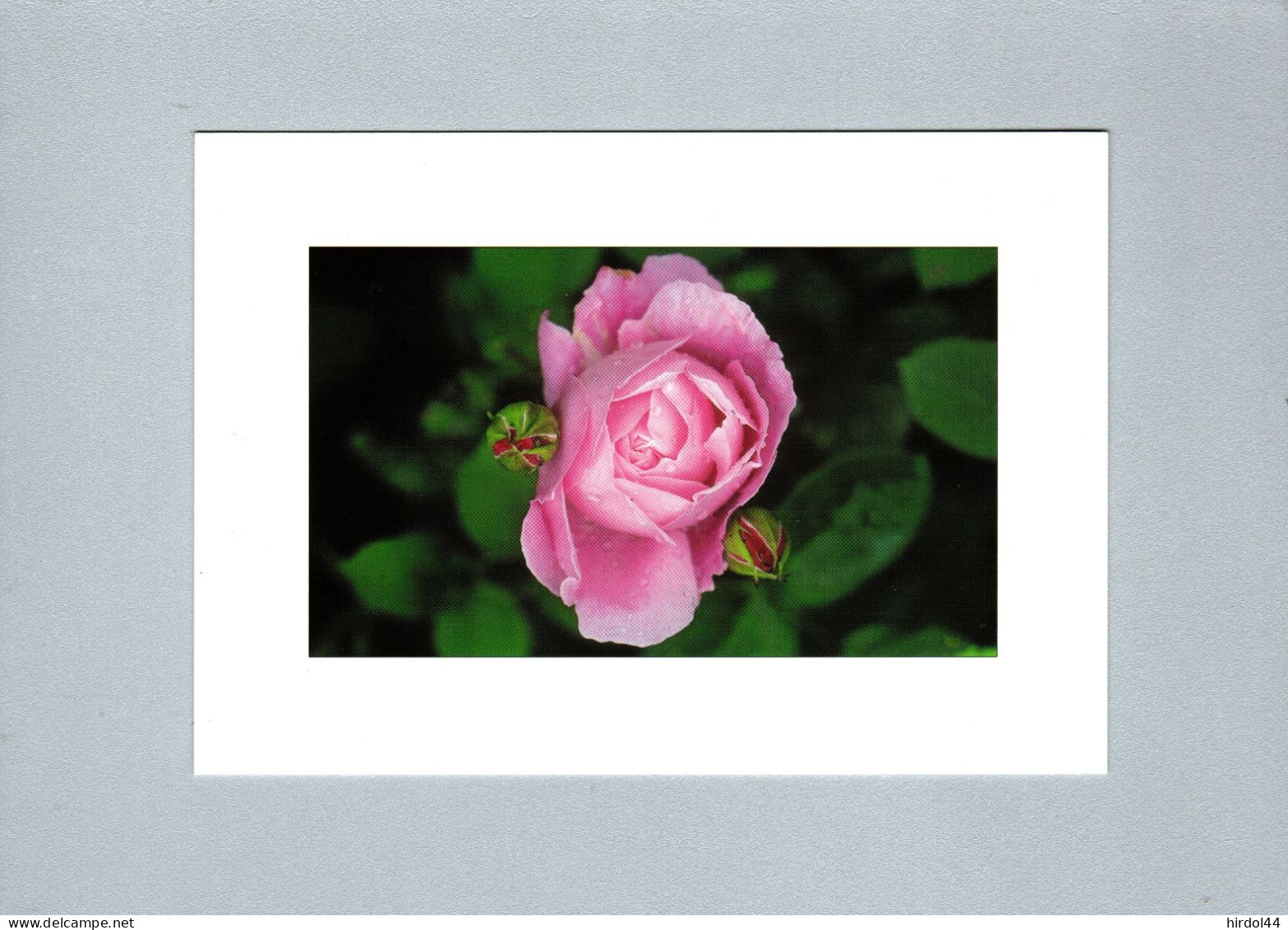 Fleurs : Rose Anglaise - Blumen