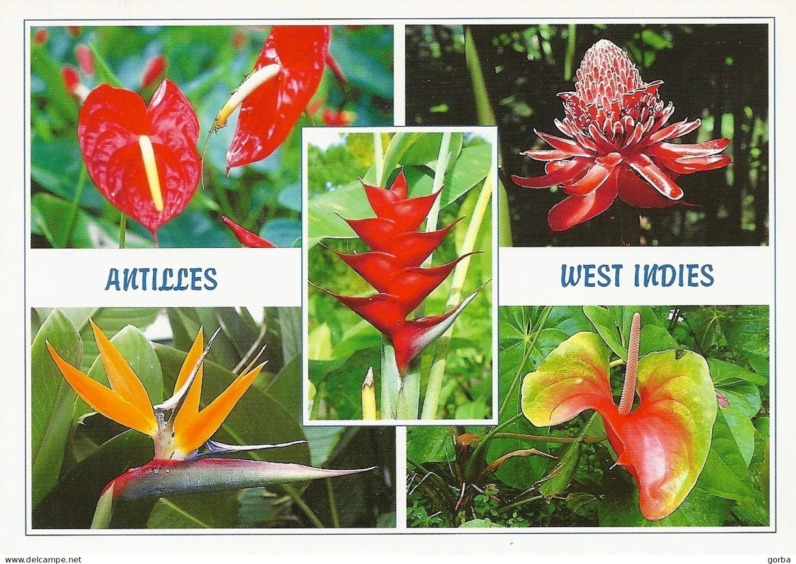 *CPM - 972 - MARTINIQUE - Multivue- Fleurs Des Antilles - Autres & Non Classés