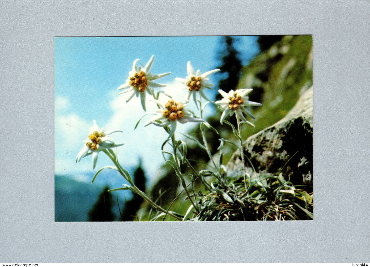 Fleurs : Edelweiss - Bloemen