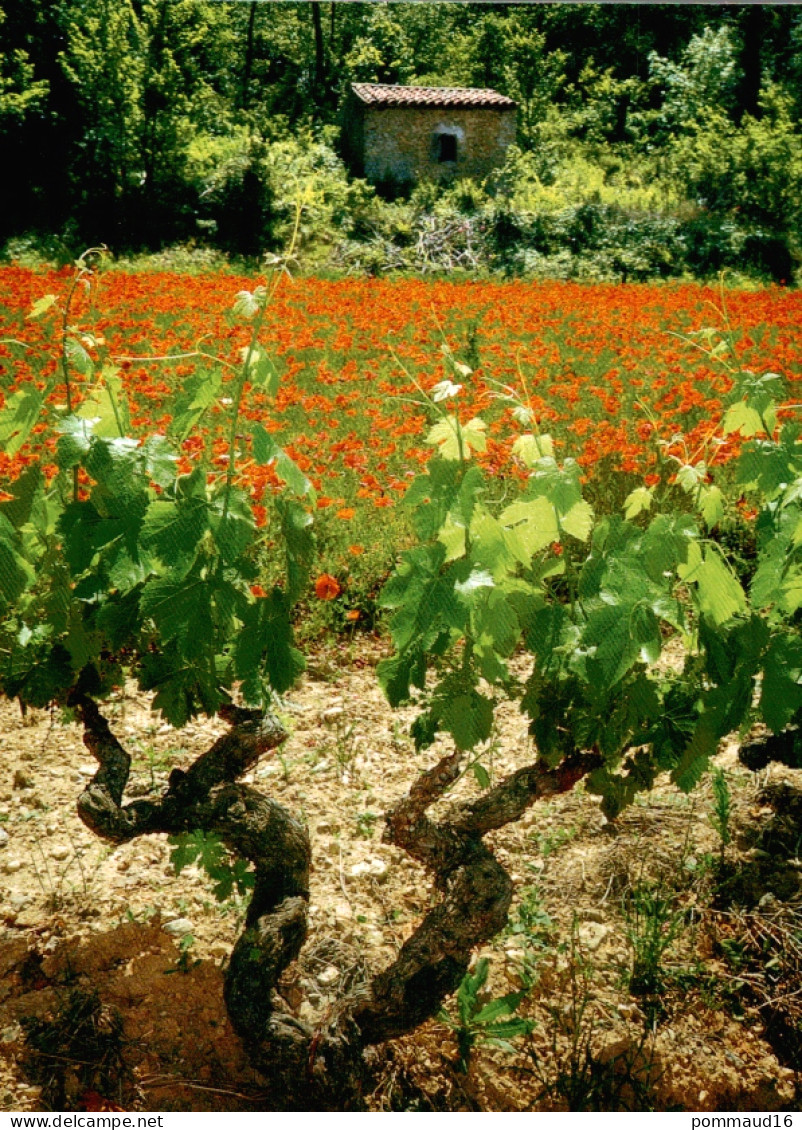 CPM Vigne Et Champ De Coquelicots - Bloemen