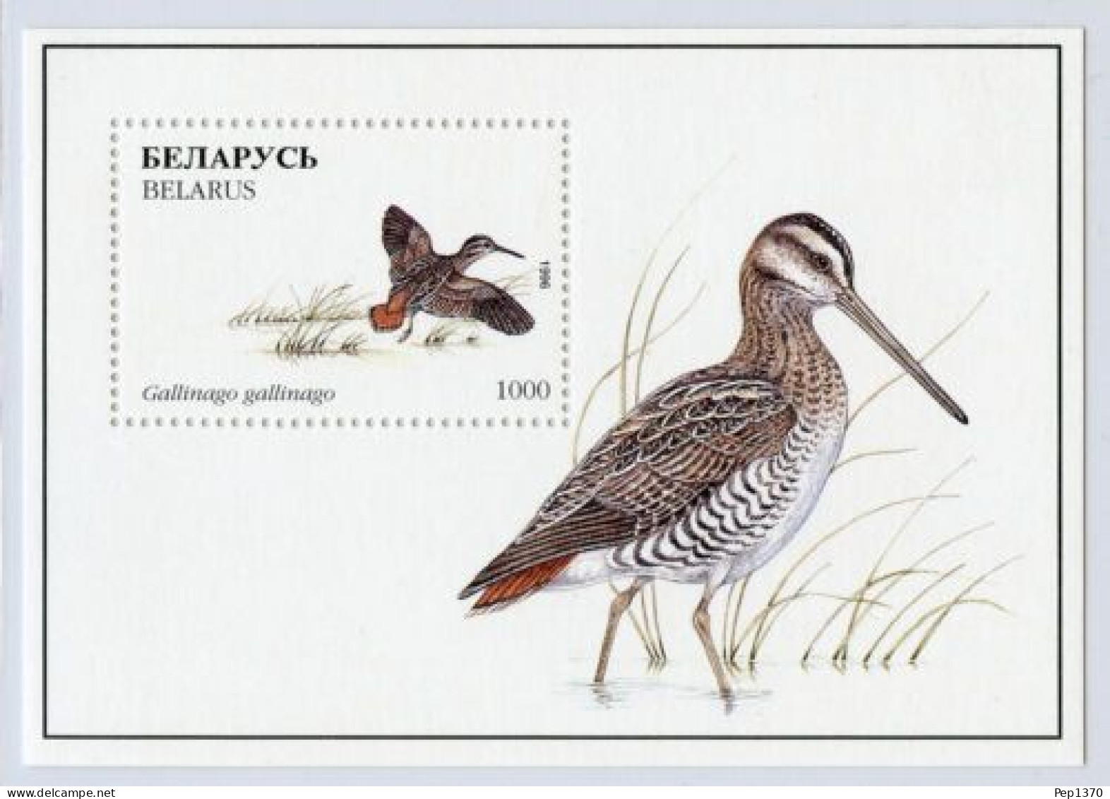 BIELORUSIA 1996 - BELARUS - FAUNA - PAJAROS - GALLINAGO - YVERT HB-13** - Belarus