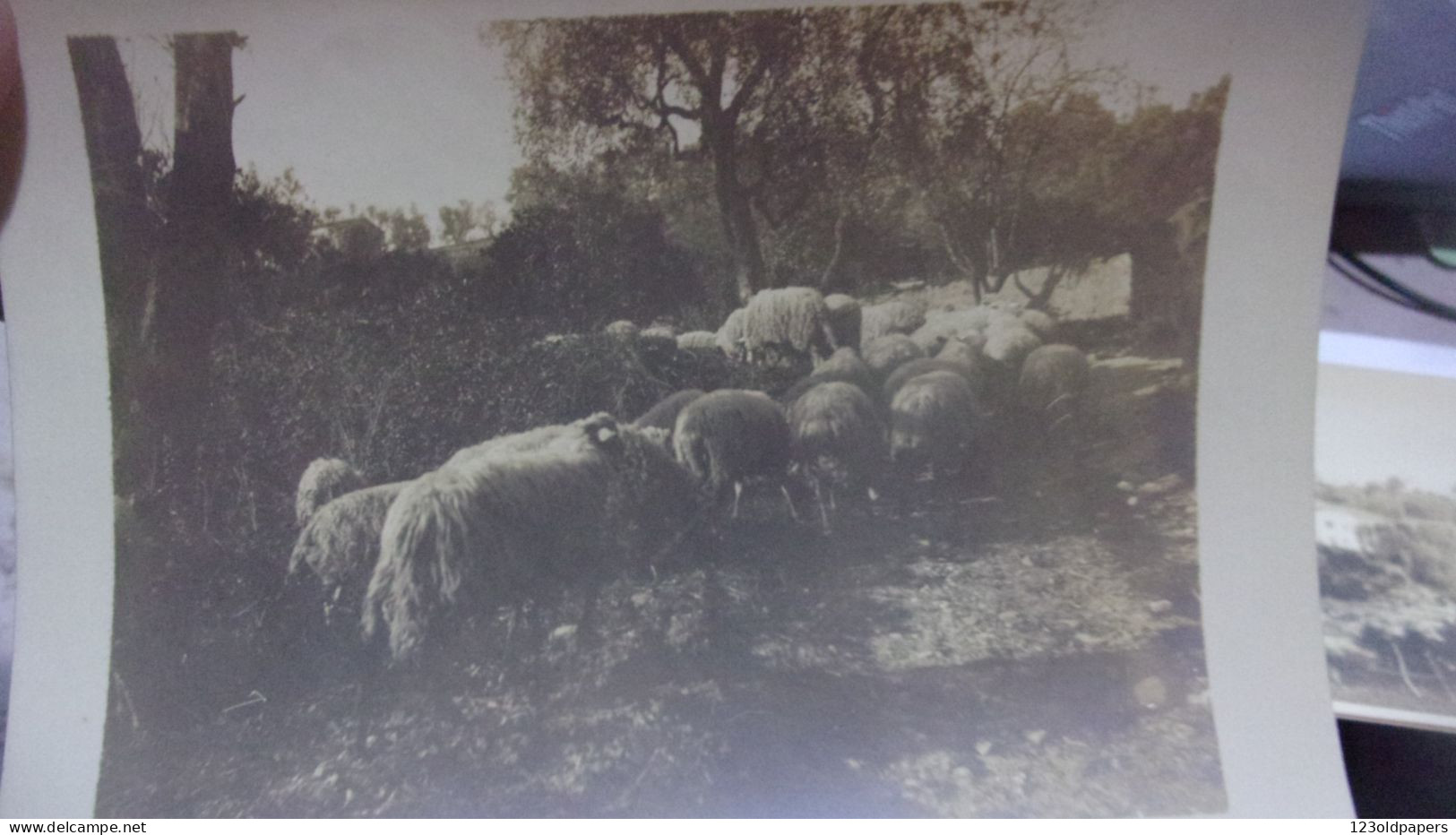 06 BELLE PHOTO DE  VALLAURIS LEGENDE FEV 1899 SUR LA ROUTE DE VALLAURIS MOUTONS TROUPEAU - Vallauris