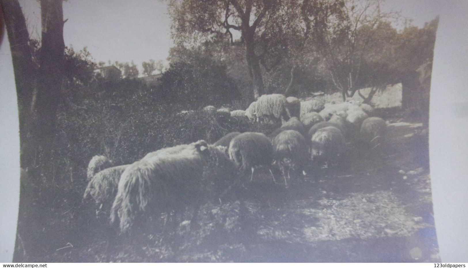 06 BELLE PHOTO DE  VALLAURIS LEGENDE FEV 1899 SUR LA ROUTE DE VALLAURIS MOUTONS TROUPEAU - Vallauris