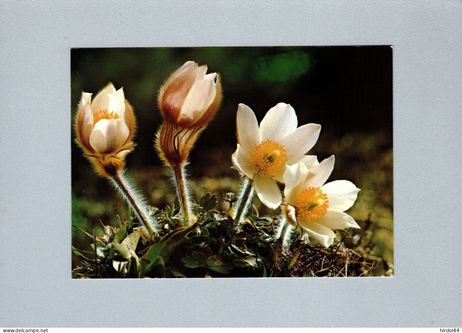 Fleurs : Anémone Des Alpes - Flowers