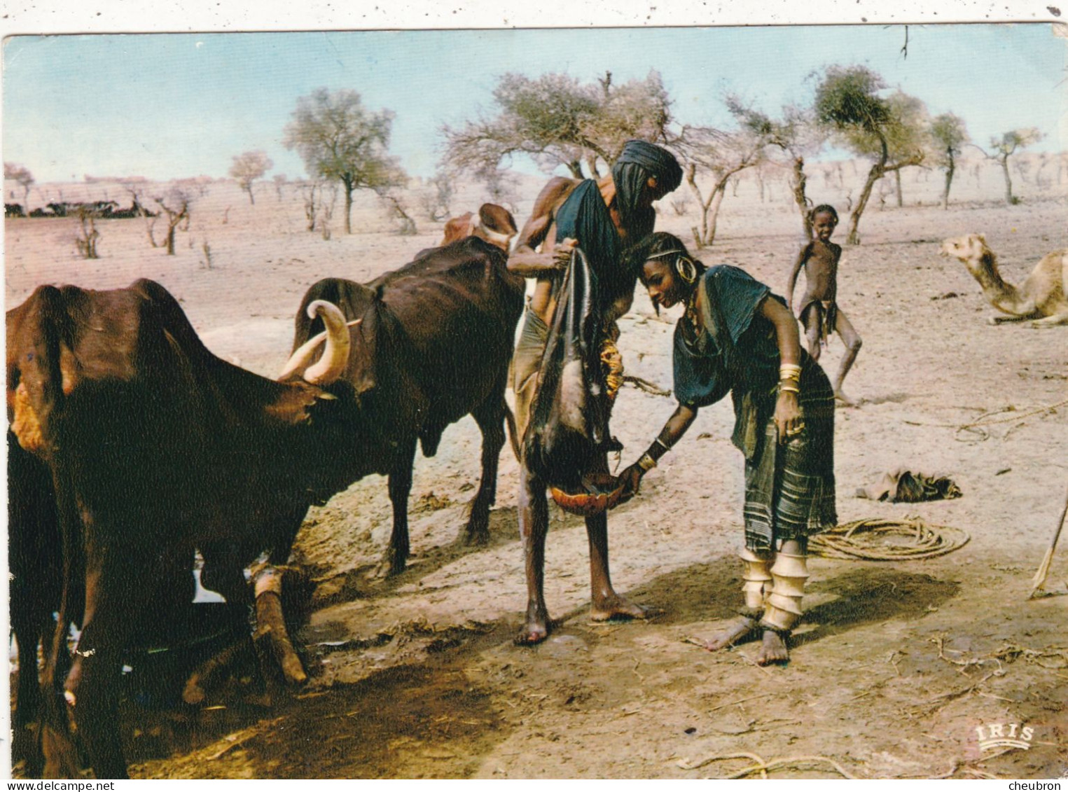 NIGER; NIAMEY.( ENVOYE DE) ".SCENE DE VIE BOROROS A TILLIE ".ANNEE 1977 +TEXTE + TIMBRE.AUTRUCHES PROTECTION DE LA FAUNE - Niger