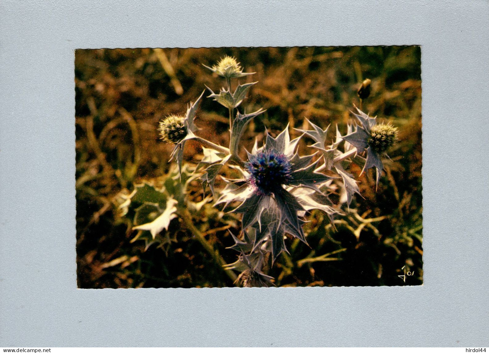 Fleurs : Chardon Bleu - Flowers