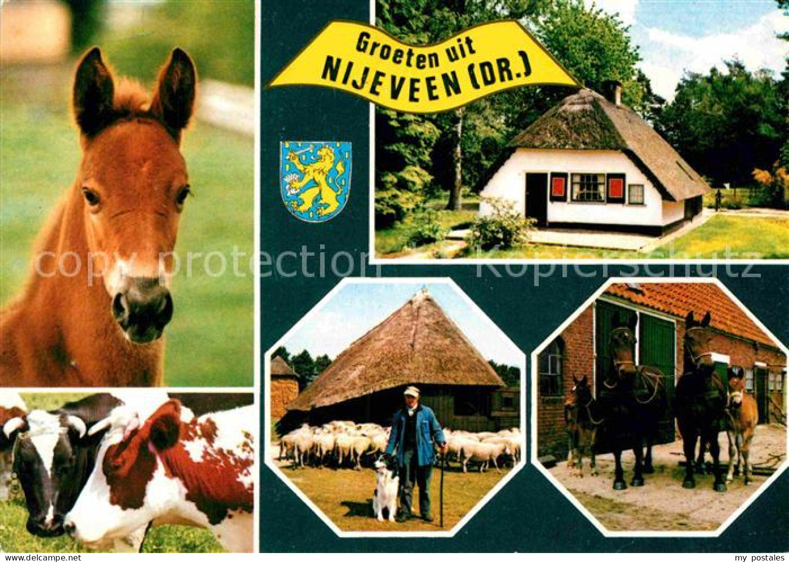 72771706 Nijeveen Fohlen Rinder Schafe Pferde Nijeveen - Sonstige & Ohne Zuordnung