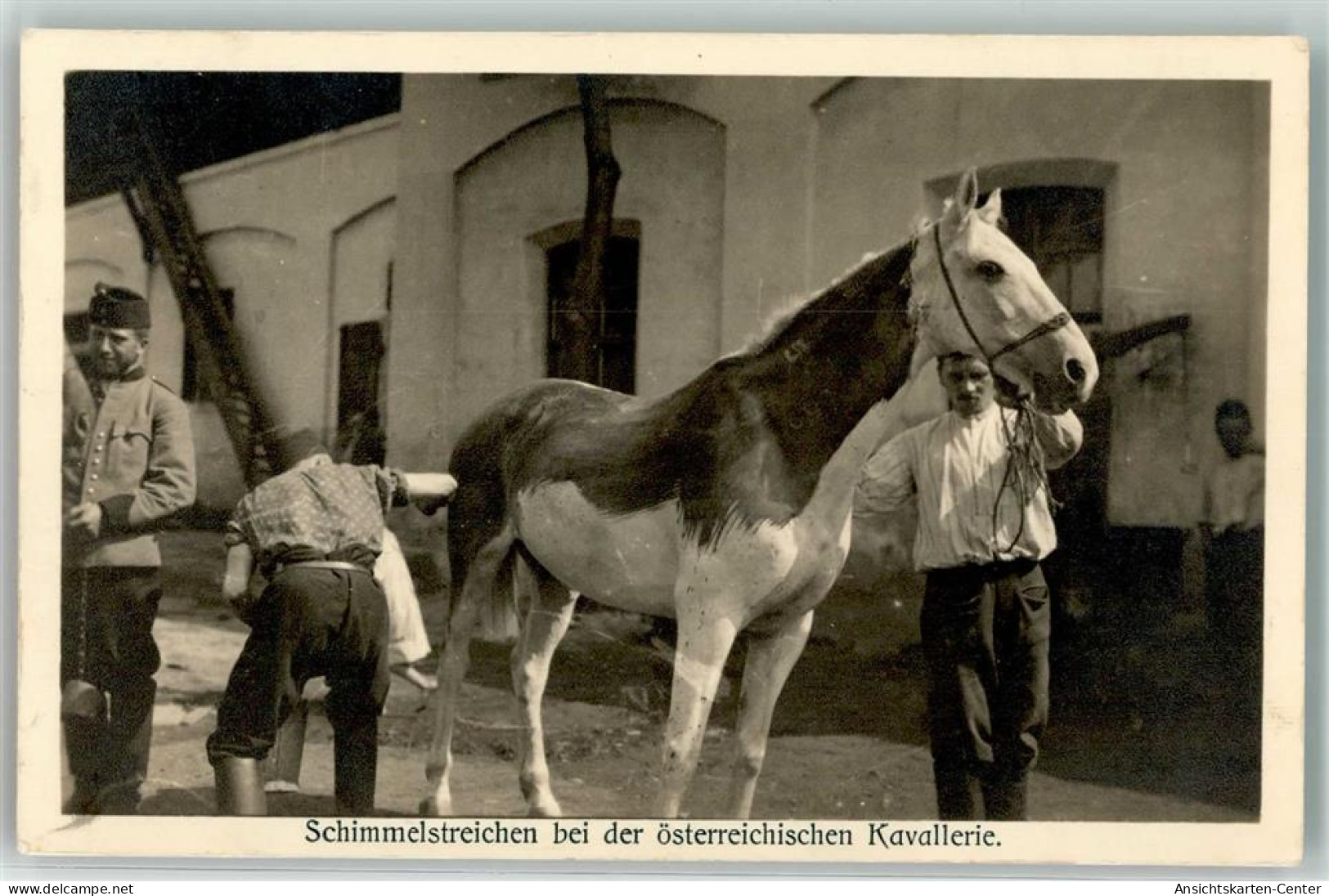 10666109 - Kilophot  Schimmelstreichen Bei Der Oesterr. Kavallerie - War 1914-18