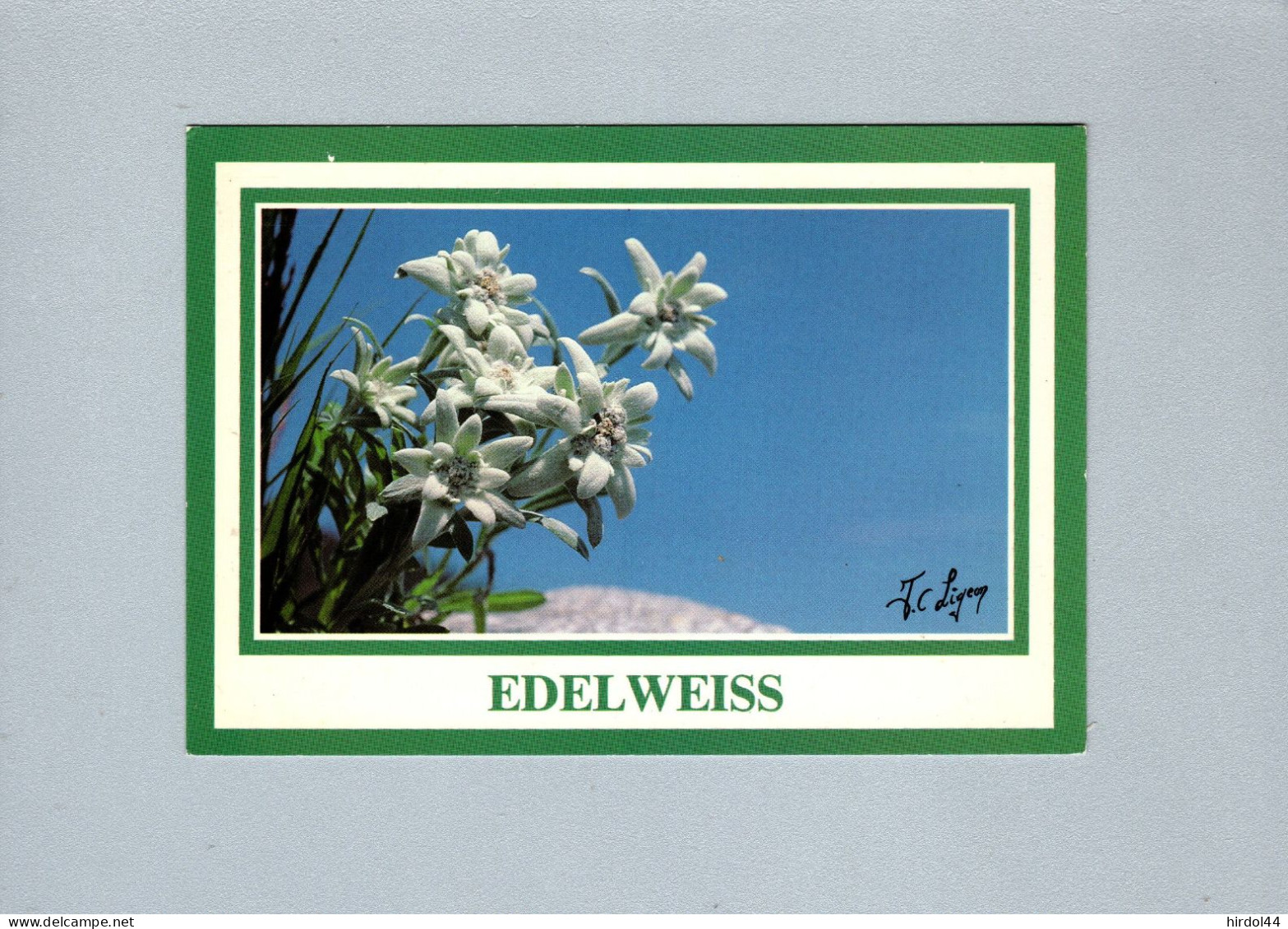 Fleurs : Edelweiss - Blumen